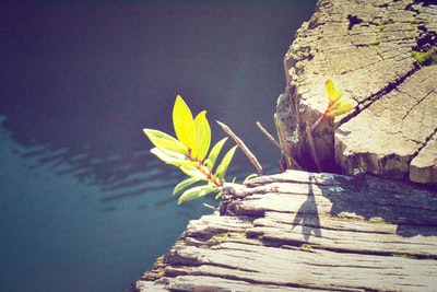 绿色兰花植物的特写照片布朗日志和附近的水域
